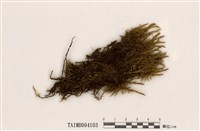 藏品(大葉濕原苔)的圖片